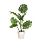 Zamia Green