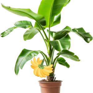 banana plant
