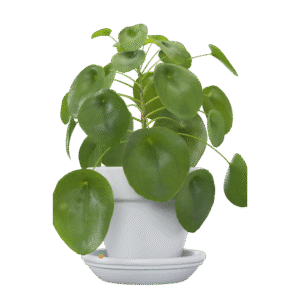 money plant
