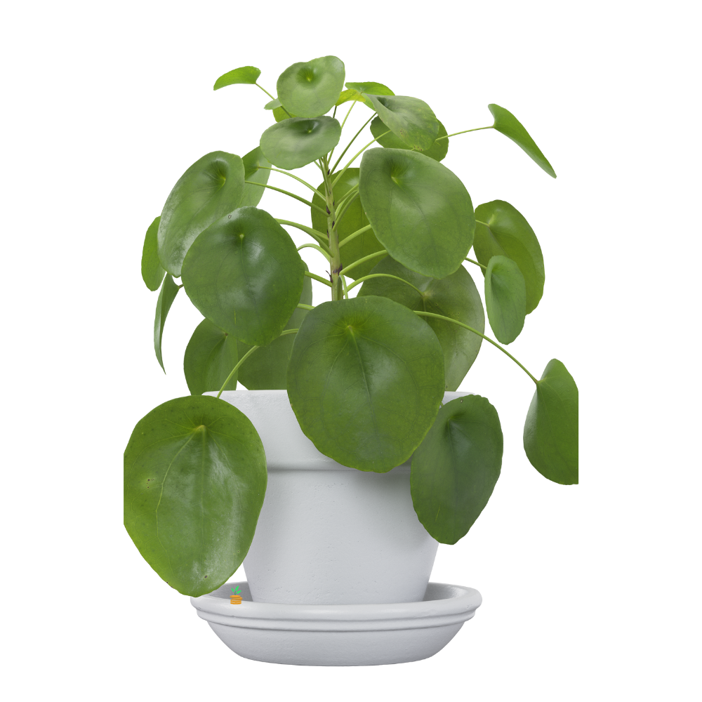 money plant